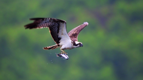 Osprey - Peter Cairns/2020VISION