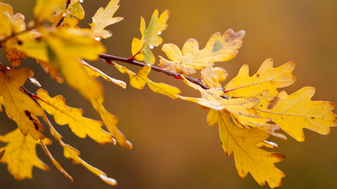 Autumn Oak - Ross Hoddinott