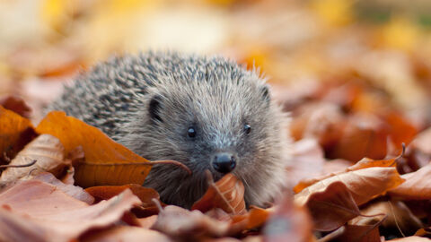 Hedgehog in leaves - Tom Marshall