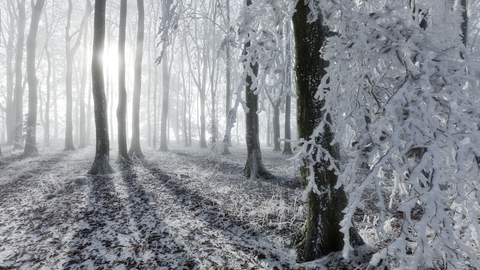 A quiet winter forest covered in frost and light snow. Tall, bare trees cast long shadows across the ground as soft sunlight filters through the mist.