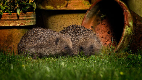Hedgehogs - John Hawkins