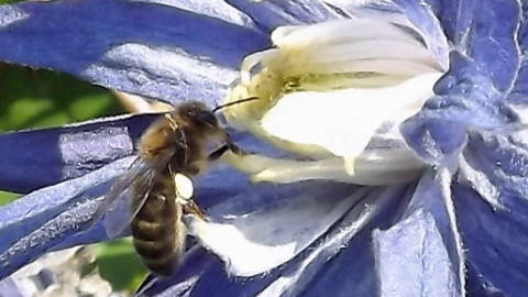 Reedsdale bee