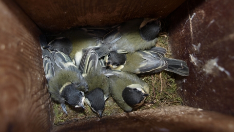 Great tit bird box - pixabay