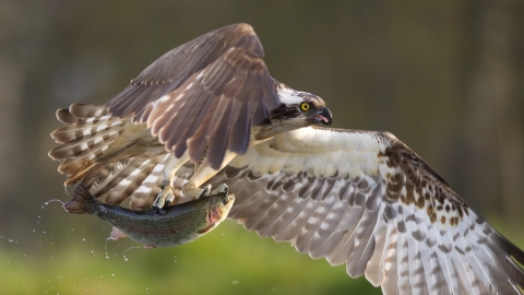 Osprey - Peter Cairns/2020VISION