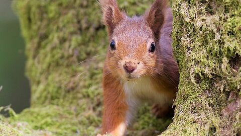 Red squirrel - Bonnie Sapsford