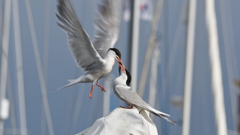Common Tern Feeding
