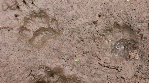 Badger prints in mud the wildlife trusts