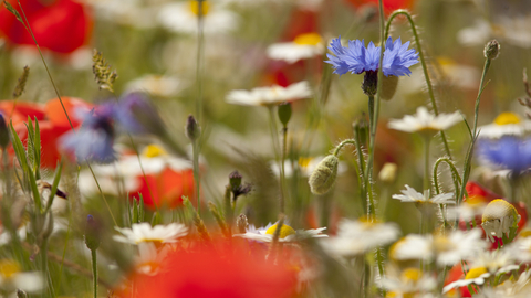 Wild flower meadow Paul Hobson