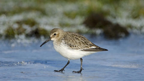 Dunlin