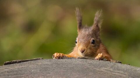 Red squirrel - Andrew Nayler