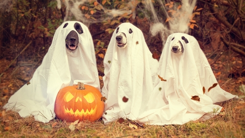 Halloween Doggy Spooktacular