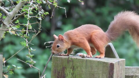 Red Squirrel - Sheila Luck