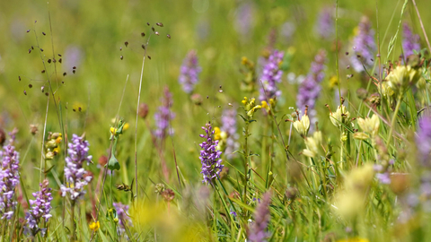 A collection of wildflowers blooming in a meadow, including the purple towers of common spoted orchids