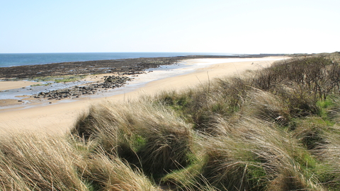 Annstead Dunes | Northumberland Wildlife Trust