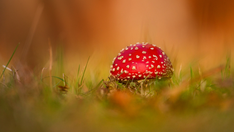 Red mushroom with white spots in grass
