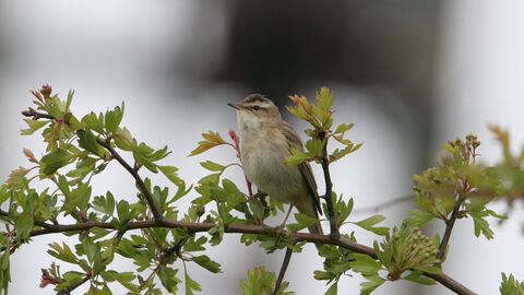 Sedge warbler at Hauxley. Image by NWT.