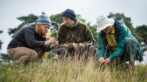 Three women, dressed in outdoor clothing, are crouched down in a field of tall grass, carefully examining the vegetation. They appear to be conducting a survey or study of the plants.  The scene is peaceful and suggests a focus on nature and environmental observation.