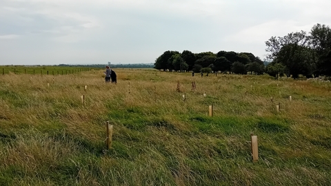 A wide, grassy field under a cloudy sky. A line of trees is visible in the mid-ground. Several people are seen in the distance, seemingly tending to young saplings, each marked with a small, light brown wooden stake.