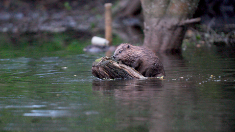 A beaver climbing on a log in a body of water.