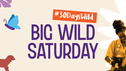 The image is an advertisement for "Big Wild Saturday," part of a "#30DaysWild" campaign. It features stylized illustrations of flowers, a butterfly, and an otter alongside a photograph of two people (a man and a woman) working together, likely in a gardening or crafting context.