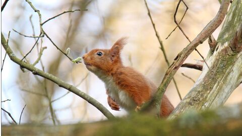 Red squirrel on a branch of a tree, sniffing a catkin. Image by Charlotte Mason.