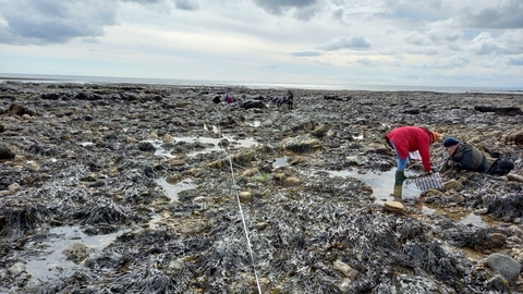 Two people in outdoor clothes and wellies conducting a survey of rockpools.