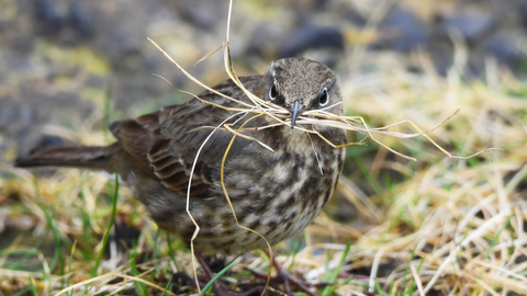 Rock pipit, a small brown bird, with dry grass in its beak to use as nesting material.
