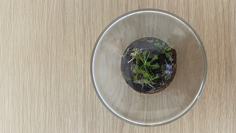 A small terrarium taken from above, sitting on a wooden desk.