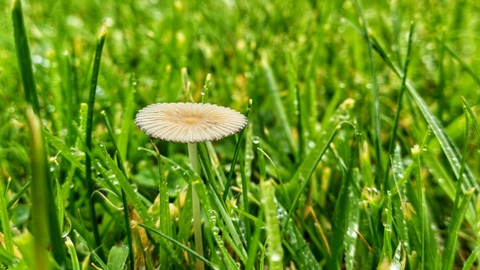 Close up of mushroom in grass with out of focus people walking in the background.
