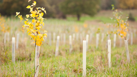 The image shows a young tree with bright yellow leaves in the foreground, surrounded by green grass and other newly planted trees. The background is blurred, but it appears to be a field or meadow with other trees in the distance.