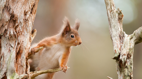 Red squirrel. Photo by MarkHamblin/2020VISION.