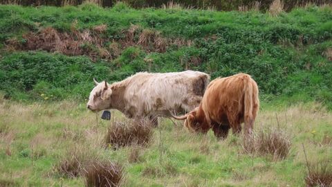 Two Highland cows in a field.