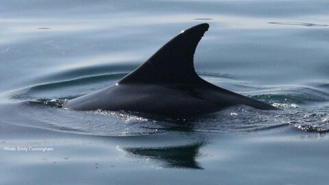 Close-up of a bottlenose dolphin’s dorsal fin above the surface of calm water.
