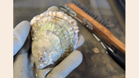 Gloved hand holding a rough, greenish oyster shell with a wire brush in the background.
