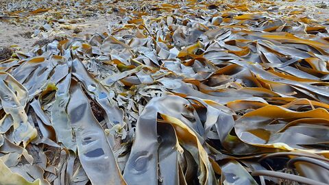Large mass of brown kelp washed up on a sandy beach.