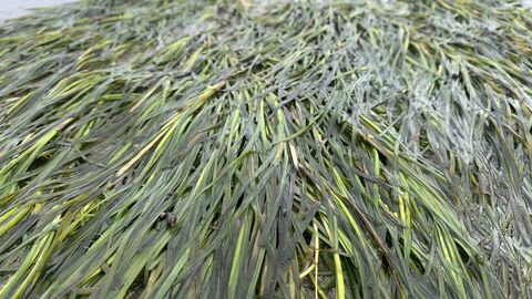 Close-up of green seagrass blades lying densely on a wet surface.
