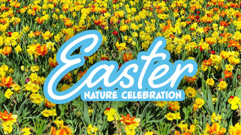 Field of bright yellow and orange flowers with the words ‘Easter Nature Celebration’ in large script across the centre.