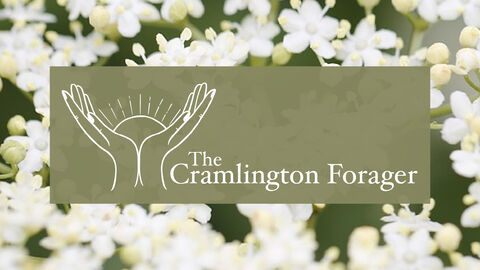 Banner showing white elderflower blossoms in the background with a centred logo featuring two stylized hands surrounding a rising sun and the text ‘The Cramlington Forager’.