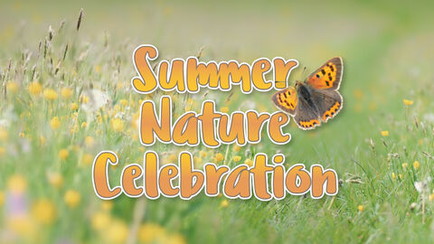Banner reading ‘Summer Nature Celebration’ over a meadow of wildflowers, with a butterfly in flight.
