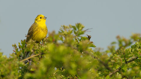 A yellowhammer, a small bird with a bright yellow throat and yellow-brown wings, sat at the top of a dense hedge