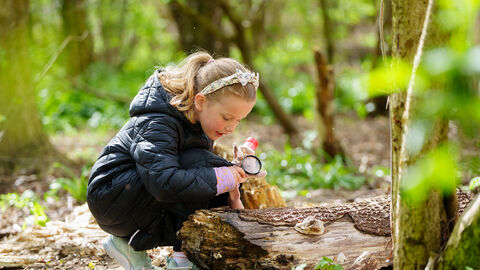Child crouching in a green woodland, using a magnifying glass to examine a fallen log.