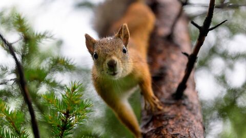 Red squirrel climbing down a tree trunk