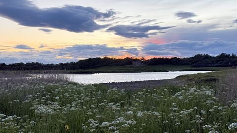 Sunset over a peaceful lake bordered by wildflowers and reeds, with dark clouds stretching across a pastel blue and orange sky above a tree-lined horizon.