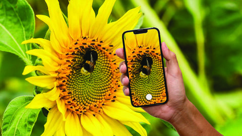 Close-up of a bee on a bright yellow sunflower, with a hand holding a smartphone that is photographing the flower and bee against a green garden background.