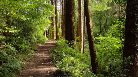 A narrow dirt path winds through a dense forest of tall evergreen trees, with sunlight filtering through the canopy and illuminating lush green undergrowth along the trail.