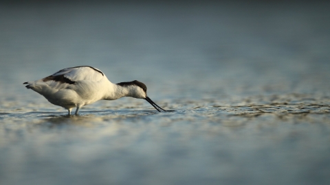 Avocet - Luke Massey/2020VISION