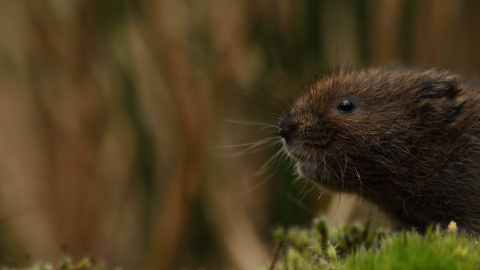 Water Vole - Luke Massey/2020VISION