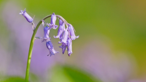 Bluebell - Ben Hall/2020VISION