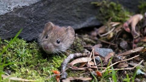 Bank vole - Donald Sutherland