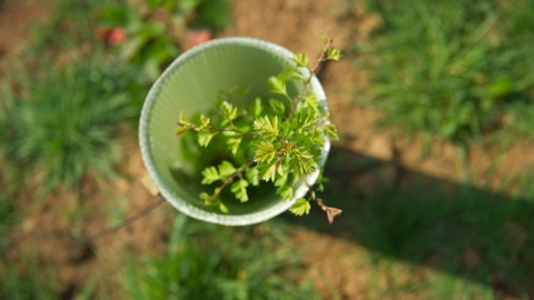 A close-up view of a small green tree growing out of a tree tube, with text reading “North East Community Forest Partnership.”